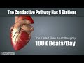 Cardiovascular System In Under 10 Minutes