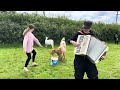 Zydeco Accordion Cheers Up Grumpy British Goats