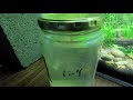The Free & Easy Trick To Raise More Fry, Faster: How to Grow Live Cultures of Paramecium & Infusoria