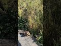 cute squirrel along trail