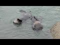 Sea Otters Open Mussels on Stone Anvils | Nat Geo Wild