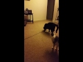 Cat Thinks Toy Is Alive