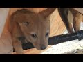 Jackal pups get their first experience outside!