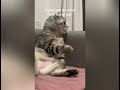 7 minutes and 16 seconds of cat memes