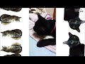 猫との共同生活は大変だけど楽しい