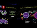 B cell Activation and Differentiation ( PART 2) : T Dependent Activation ((FL-Immuno/49)