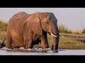 Our African Safari: Episode 5 - To the Chobe