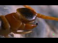 Extrañas Criaturas: ARMAS QUÍMICAS - Episodio 1 - Documental Naturaleza 2018 HD 1080p