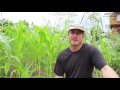 DOUBLE Your Corn Harvest from a Small Garden with this TRICK