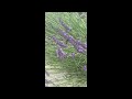 Anxiety Relief Whisper With Springtime Garden Sounds