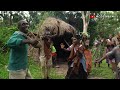 Why The World Shortest Tribe In Uganda is Facing Extinction!(Pygmies Of Uganda)