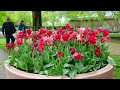 Most beautiful Tulip Festival in Switzerland 🇨🇭 the Morges Tulip Festival