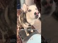 My husky throws a tantrum for treats!