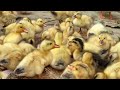 145 Days: Start a Business With a Free Range Duck Farming Model.