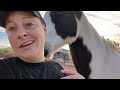 8 DAYS of MEET MY HORSES | Equestrian Vlogmas #1
