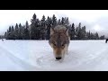Grey Wolves Destroy Camera in Yellowstone | Wildlife in 360 VR