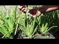 How Fast Does Aloe vera Grow?