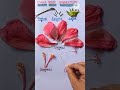 Hibiscus rosa sinensis Dissection Practical #shorts #practical #biology #viral #youtubeshorts