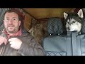 Talking Husky Visits Famous Location and Howls to Strangers | Harry Potter