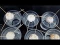 How to grow garlic in plastic cups with water for many roots and large leaves