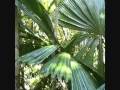 Licuala Fan Palm