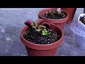 Repotting Venus Fly Traps From Walmart + Complete Beginner Venus Flytrap Care Guide (Updated 2023)
