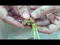 How to Propagate Lily | Multiply Lilies from Bulb Scales
