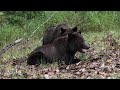 Lunch Time Grizzly Bear cub tries to defend a fish he caught from his Family! Part 2