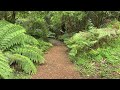Rainforest Sounds from Mount Tomah Botanic Gardens.