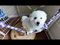 Stop Barking in the Crate (Puppy Shares Why Bark & How to Quiet Down)