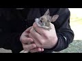 Catching a Baby Screaming Bunny