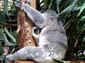 Koala scratching.avi