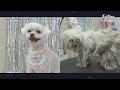Dog With Seriously Matted Fur, Rescued With Her Puppies l Kritter Klub