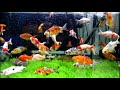 Shubunkin Goldfish Aquarium