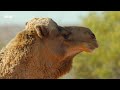 A Camel's Love Sac | 4K UHD | Mammals | BBC Earth
