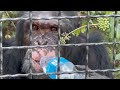Вы только ПОСМОТРИТЕ! Лев Симба сам купается, а люди ПОРАЖЕНЫ уму шимпанзе Сени!!!