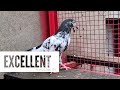 Top 10 Best Highflying Pigeon Breeds in the World