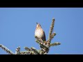 Oiseaux qui Chantent: Une heure de chant des oiseaux