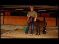 Fox Report Preview:  Midnight, a Miniature Horse, Gets a Prosthetic Leg