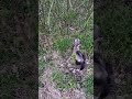Happy ferret in the forest. Dooking and dancing.