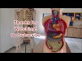 Internal organs of the human body #anatomy #viralvideos