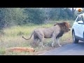 Why You Should Give a Lion Couple Their Privacy