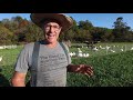 How Joel Salatin’s Farming Style CAN Feed the World