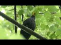 Song and calls of the Blackbird | Birds of Croatia | Relax with the beautiful song of Blackbird ▶️4K