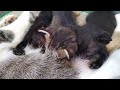 Three Cute Suckling Kittens (They're draining their Mama dry!) #kitten #cat