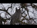 Great Horned Owl 🦉 (10 FACTS You NEVER KNEW)