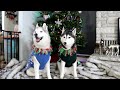 My Dogs Send YOU a Christmas Card 🎄 Husky Holiday Card Exchange 2023