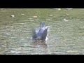 Great-tailed Grackle Calling & Bathing