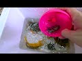 Great Catch Colorful Turtles In Eggs Surprise, Pastel Black Guppies, Snakehead fish, Pacman Frog