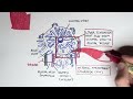 Liver Anatomy and Blood Supply